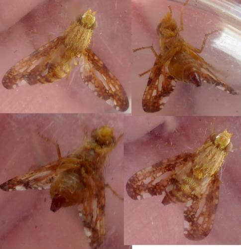 Merzomyia westermanni